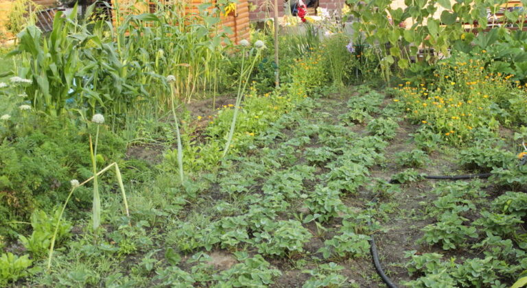 Matchmaking in de moestuin